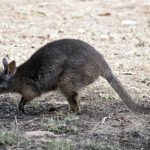 Effective Rodent Control Strategies for Sydney Homes