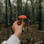 The Curious World of Amanita Muscaria Gummies Benefits and Risks