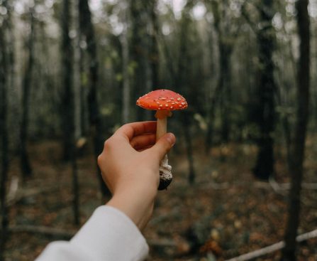 The Curious World of Amanita Muscaria Gummies Benefits and Risks