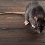 Common Illnesses Linked to Sewer Rat Infestations