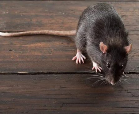 Common Illnesses Linked to Sewer Rat Infestations