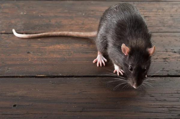 Common Illnesses Linked to Sewer Rat Infestations